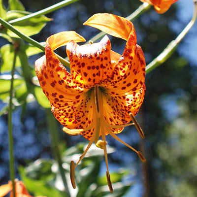 tiger lily flower essence Cooperative Service ~ Humboldt Lily – Star Essence