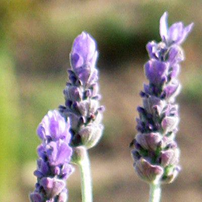 essence lavender plant Full Moonlight ~ Lavender – Star Essence