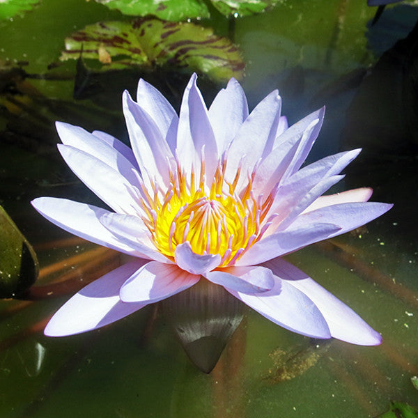 water lily flower essence Grace of Creation ~ Blue Lotus (Water Lily) – Star Essence