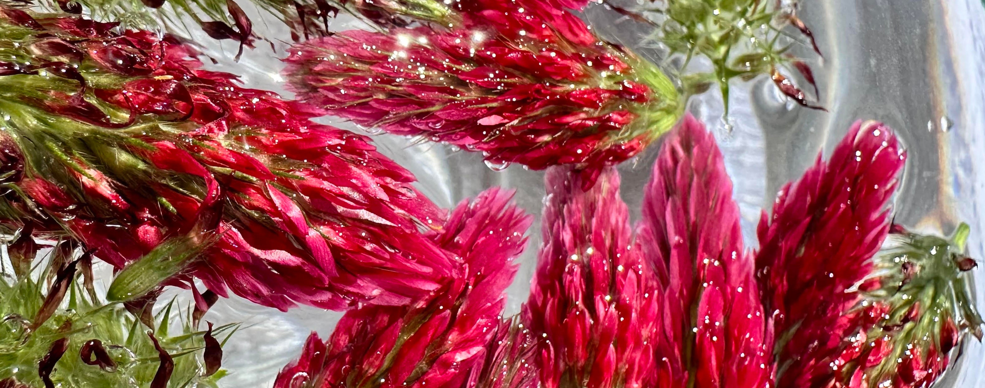 Crimson Clover