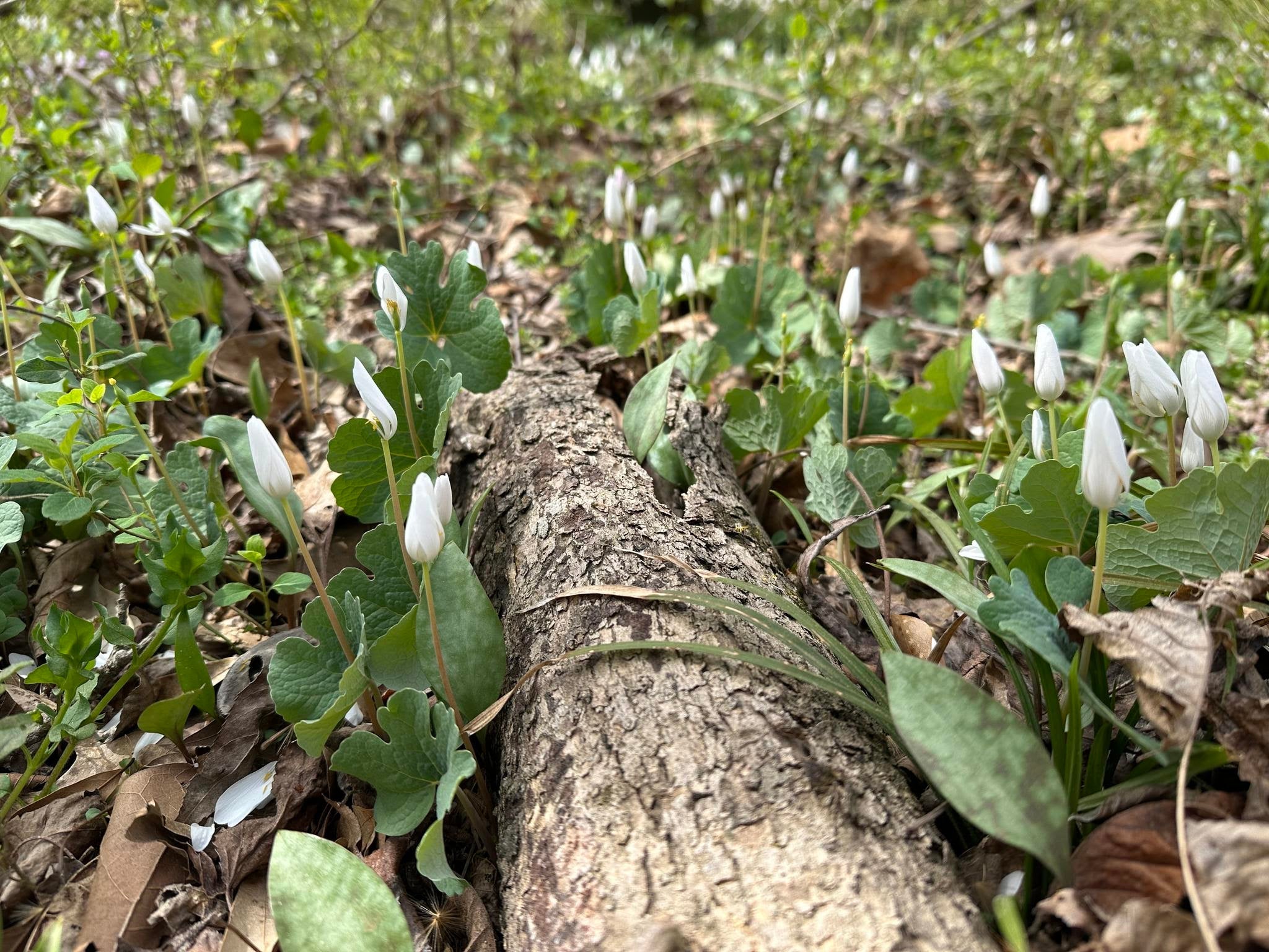 New Essence!  Bloodroot- ANCESTRAL EMPOWERMENT