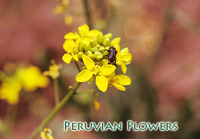 Peruvian Flower Essences