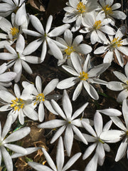 Ancestral Empowerment ~ Bloodroot