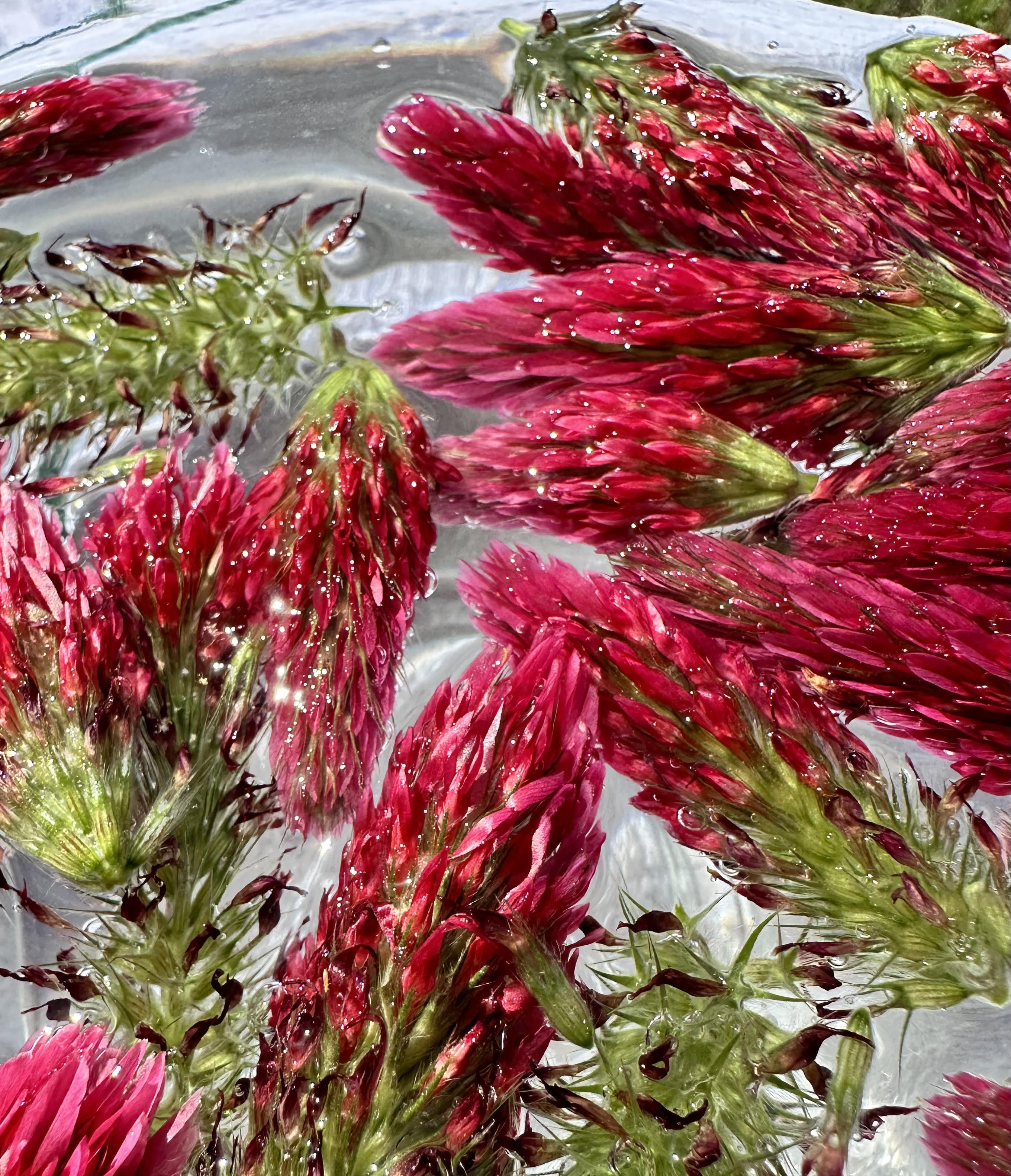 Resilience ~ Crimson Clover