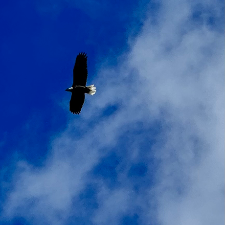 Fly Like an Eagle