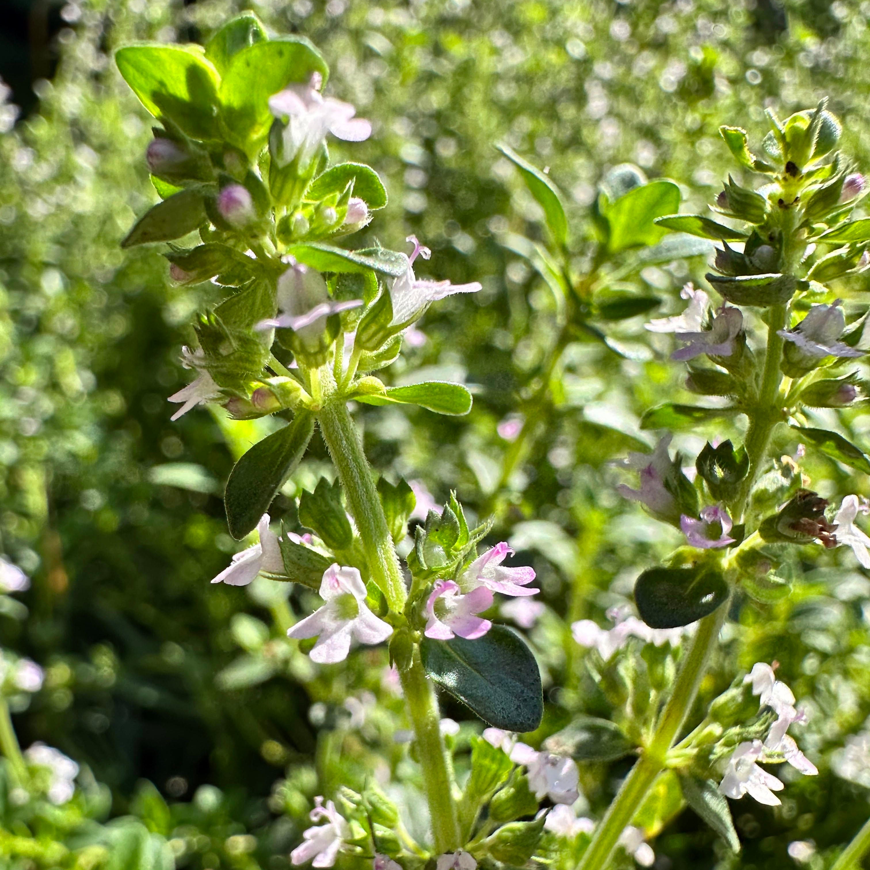 It's About Time ~ Thyme