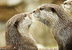 Otter Delight