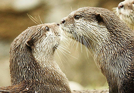Otter Delight
