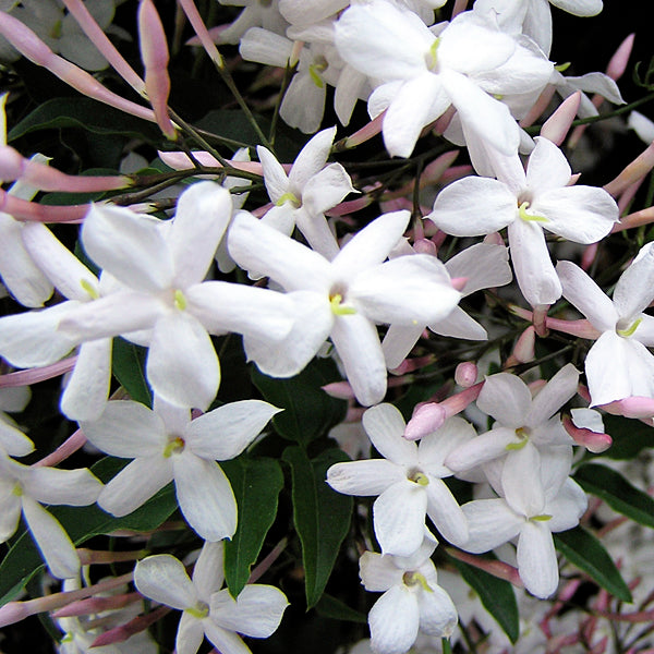 Sweet New Beginnings ~ Pink Jasmine