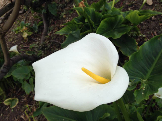 The Way I Am ~ Calla Lily