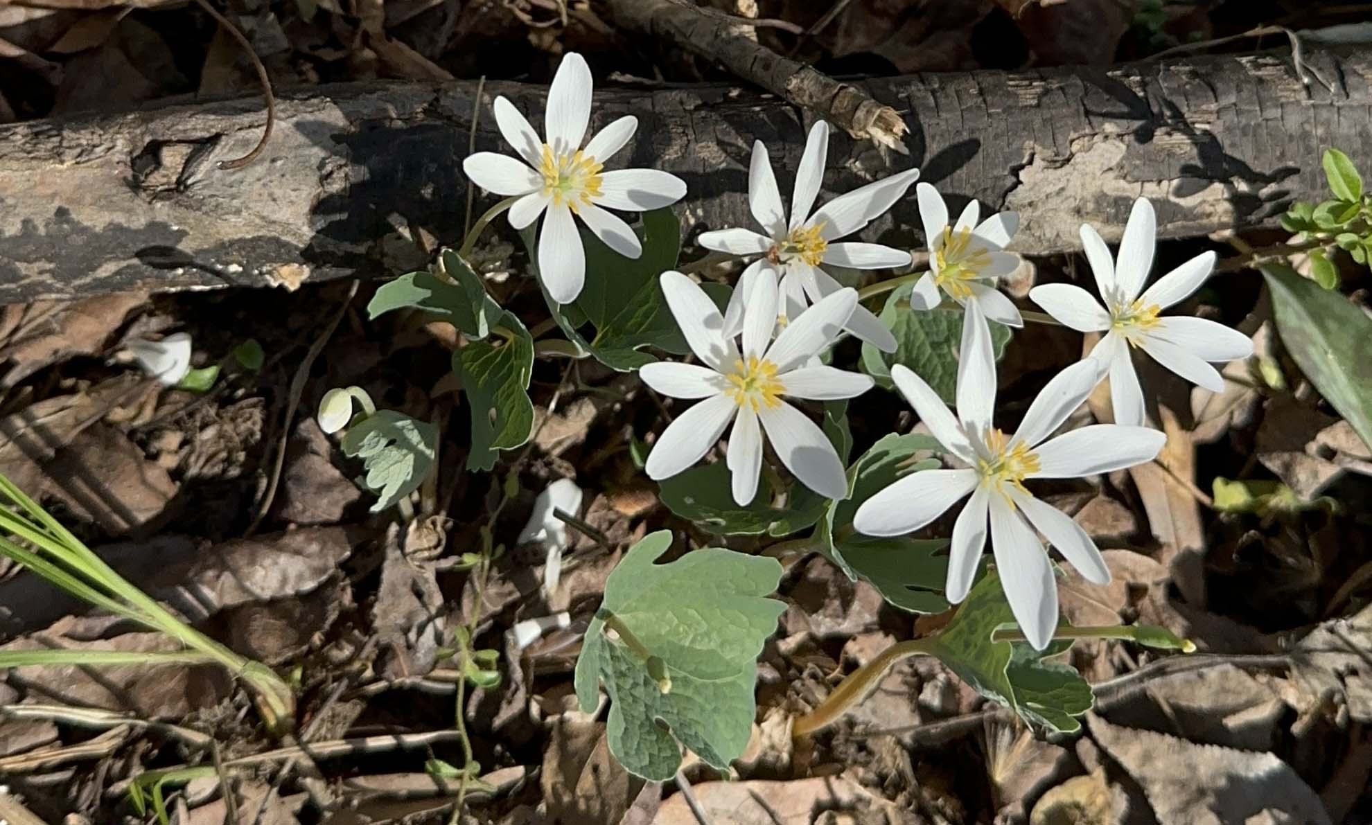 Close-up of Andean orchids representing the Ancestral Empowerment Bloodroot essence, a flower essence supporting spiritual wellness and holistic medicine
