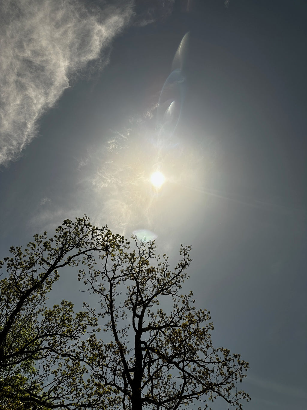 Blue sky and tree silhouette captured during the eclipse event, symbolizing the cosmic light frequencies infused into TOTALITY gem essence.