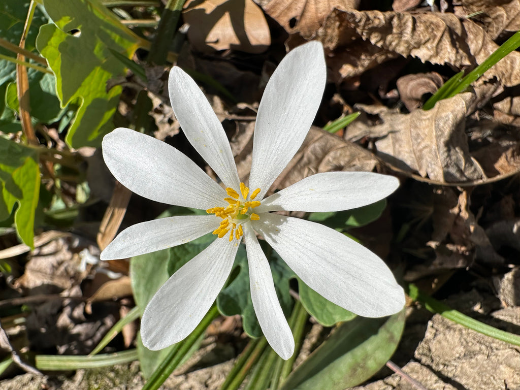 Close-up of a white Bloodroot flower (Sanguinaria canadensis) symbolizing purity, ancestral wisdom, and root chakra grounding energy