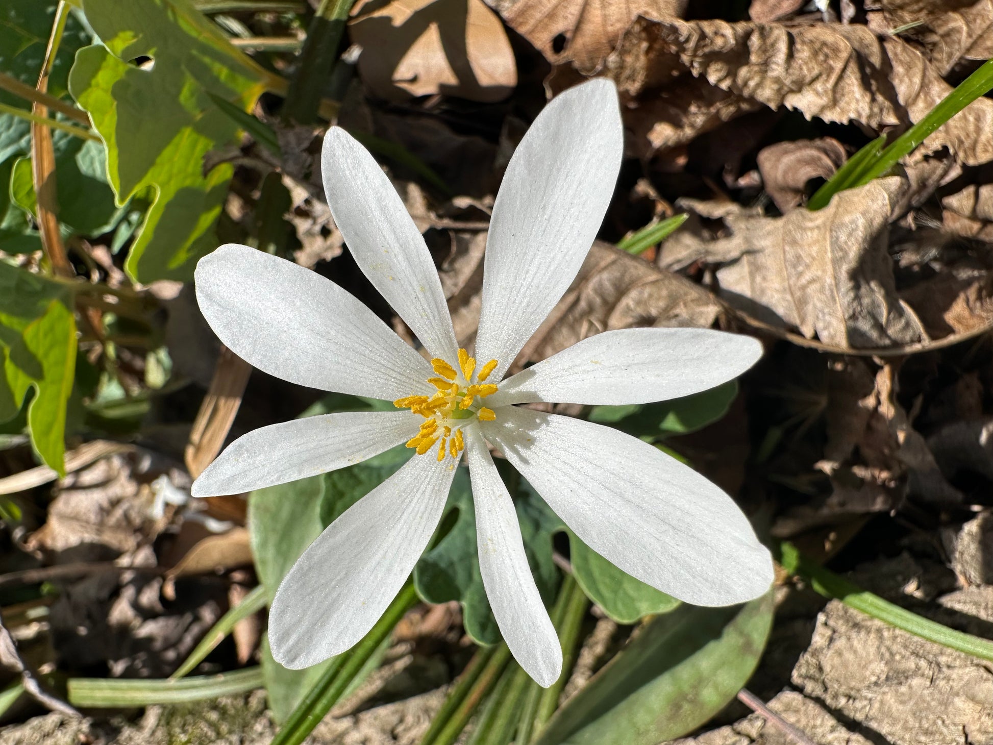 Close-up of a white Bloodroot flower (Sanguinaria canadensis) symbolizing purity, ancestral wisdom, and root chakra grounding energy