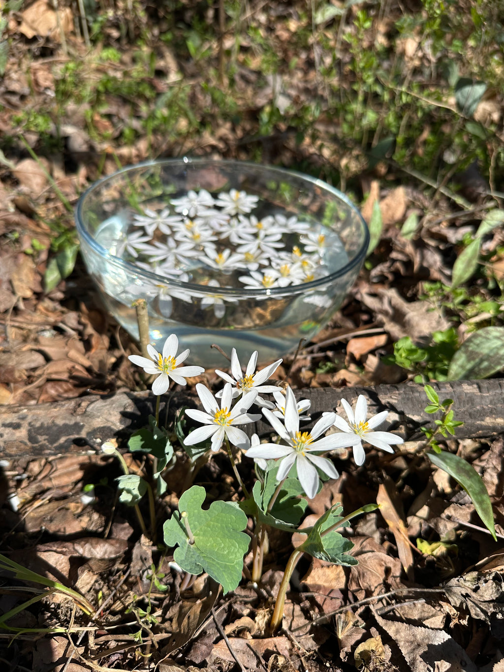 Bloodroot roots in soil with a nearby bowl of water reflecting light, capturing the grounding energy and transformation behind the Ancestral Empowerment essence