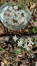 Fresh Bloodroot roots in the ground beside a bowl of water used for flower essence creation, representing grounding and ancestral connection