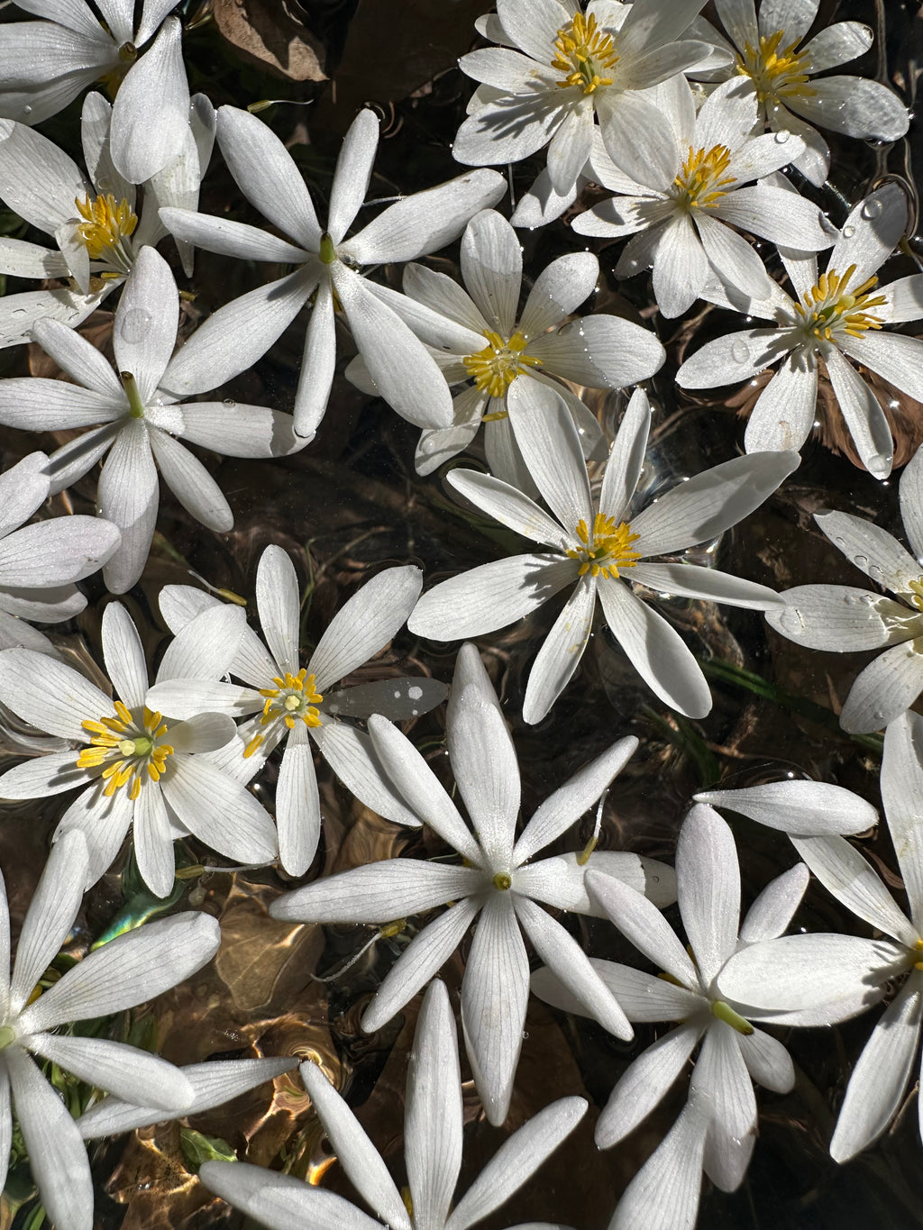 Multiple Bloodroot roots laid on the earth during essence preparation, symbolizing deep lineage healing and connection to ancestral energy