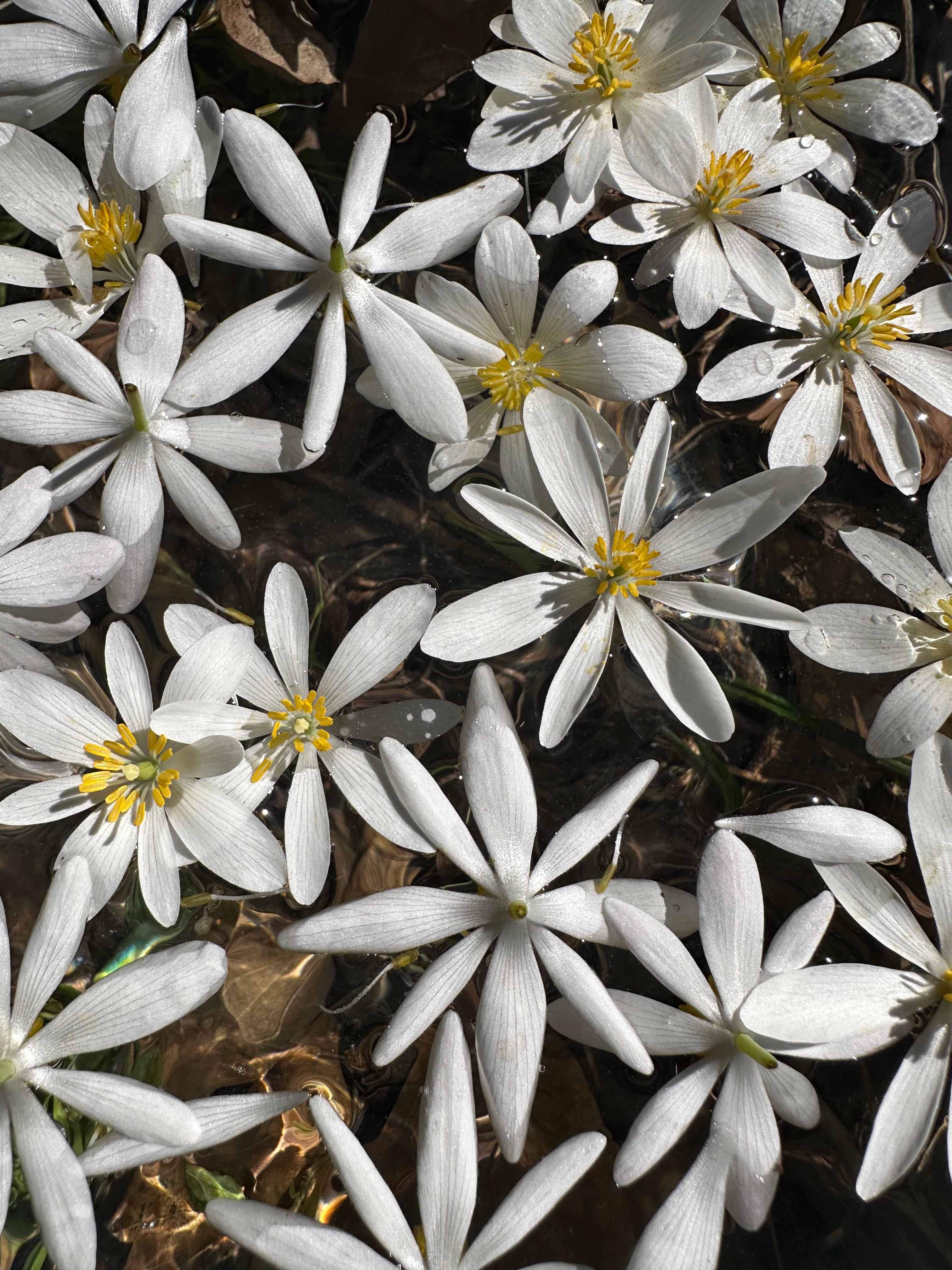 Multiple Bloodroot roots laid on the earth during essence preparation, symbolizing deep lineage healing and connection to ancestral energy