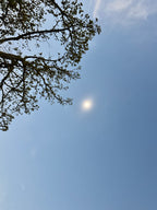 Blue sky with treetop during the solar eclipse in Arkansas, part of the energetic environment used to create the TOTALITY ascension essence.