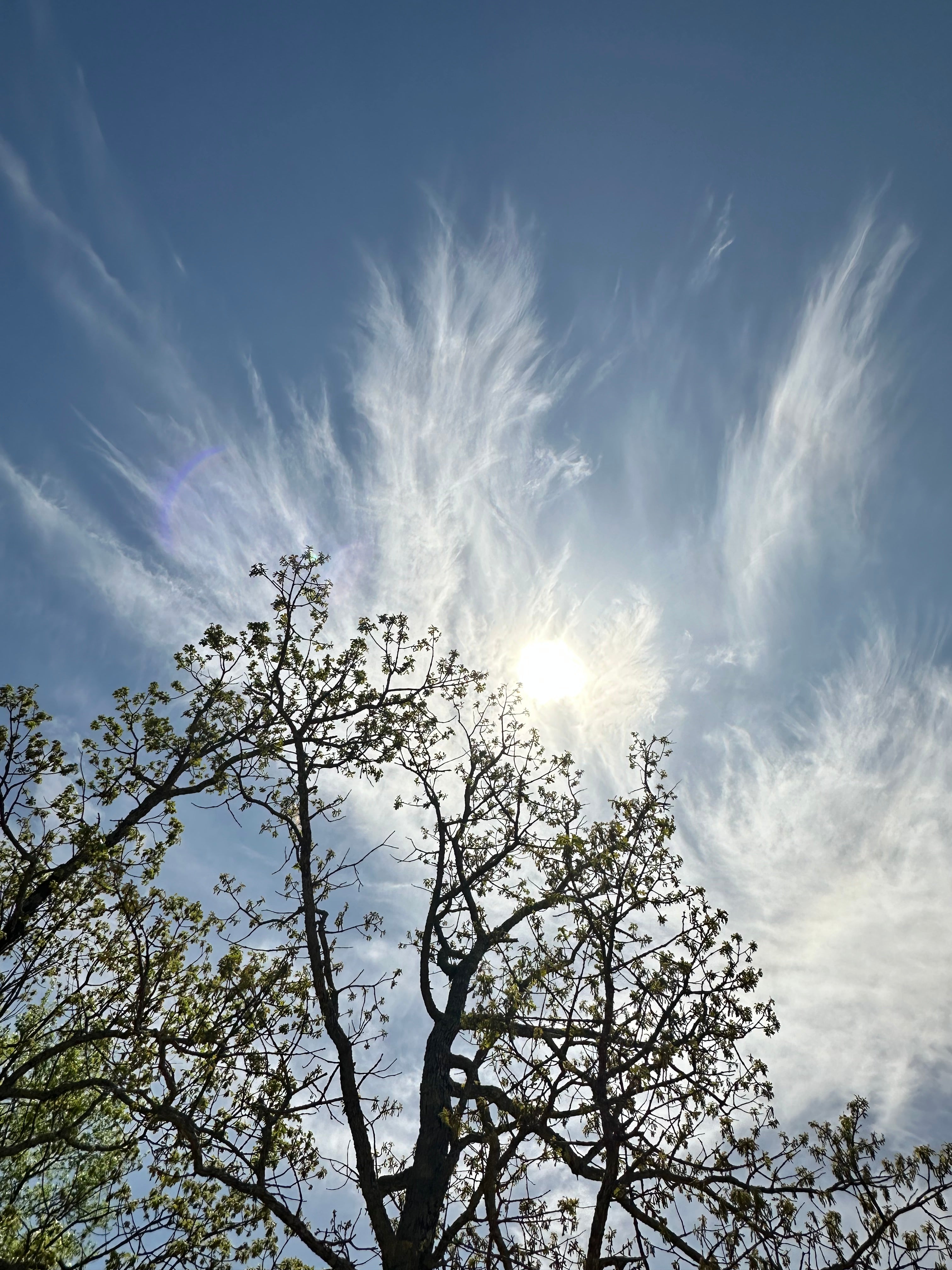 Blue sky with clouds and tree canopy photographed during essence creation, representing system calibration and light activation in TOTALITY.