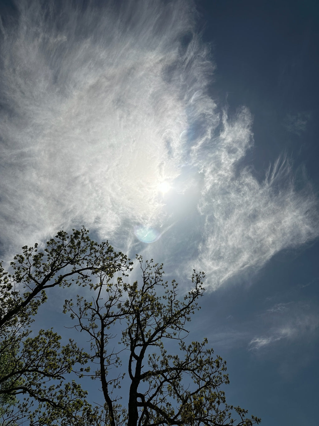 Blue sky and treetop photographed during the total solar eclipse essence creation, representing cosmic perspective and ascension energies in TOTALITY essence.