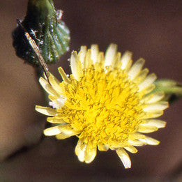 About Face ~ Dandelion
