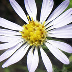 Adaptability ~ Aster