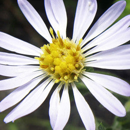 Adaptability ~ Aster