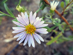 Adaptability ~ Aster