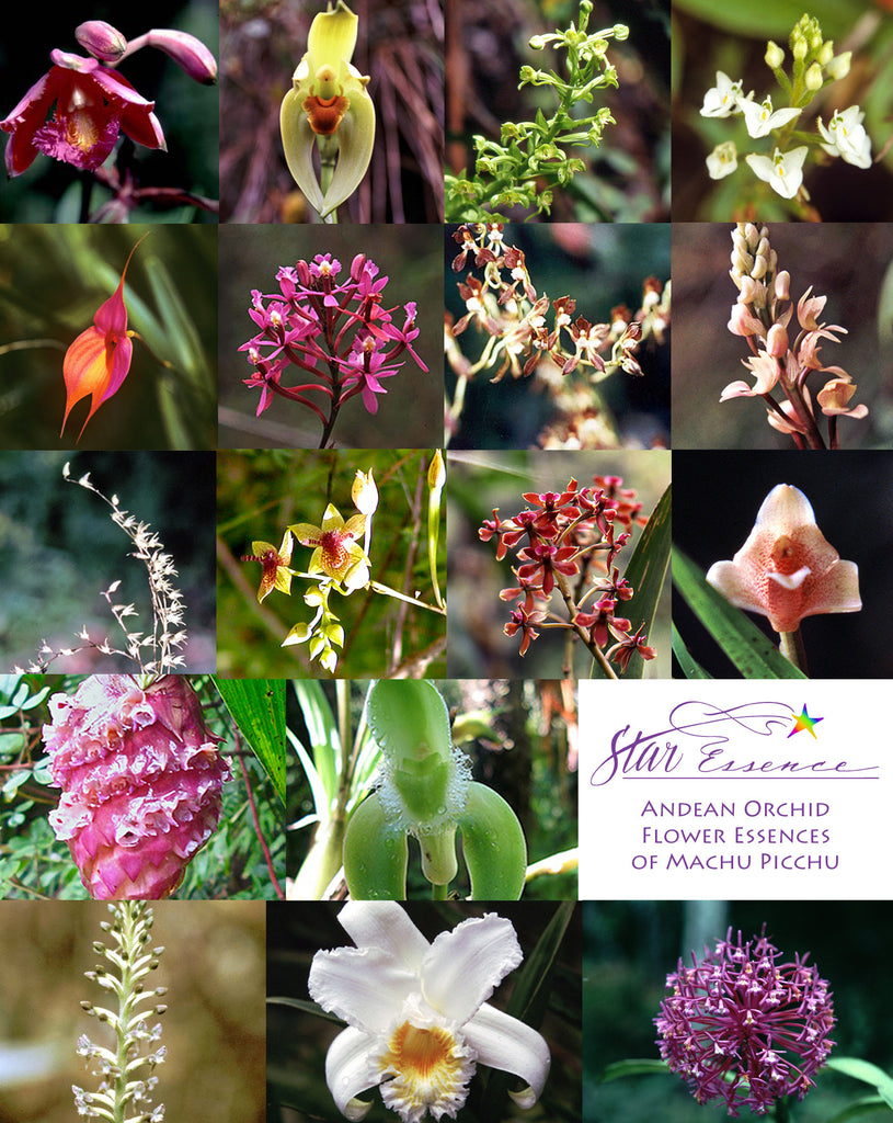 Andean Orchid Set (All)