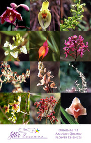 Original 12 Andean Orchids