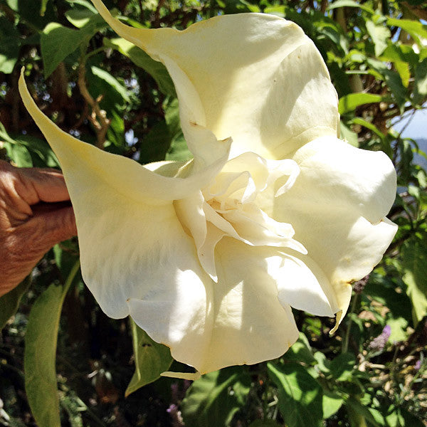 Divine Messenger ~ Angel’s Trumpet