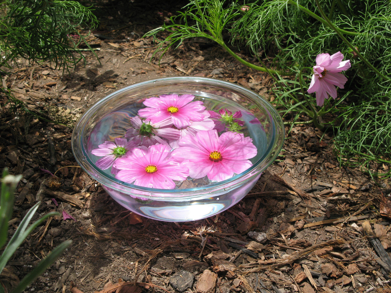 Articulate Expression ~ Cosmos