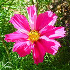 Articulate Expression ~ Cosmos