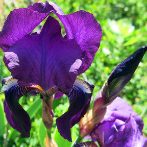 Artistic Inspiration ~ Iris