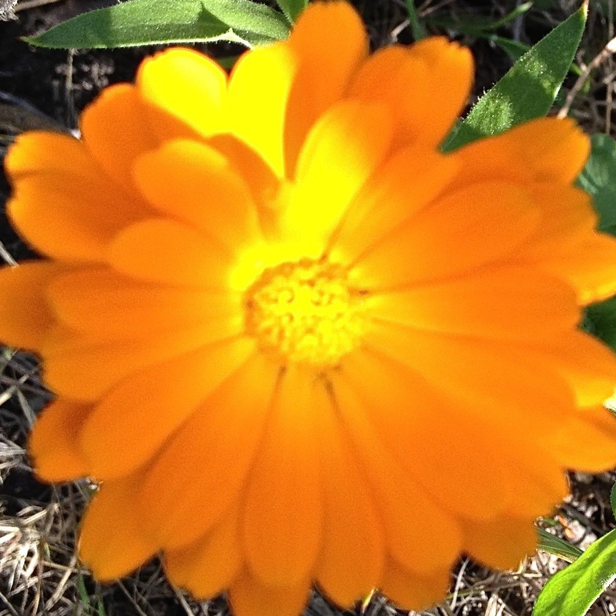 Art of Gentle Communication ~ Calendula