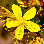 Be Happy ~ St. John's Wort