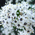 Be Nurtured ~ White Ceanothus