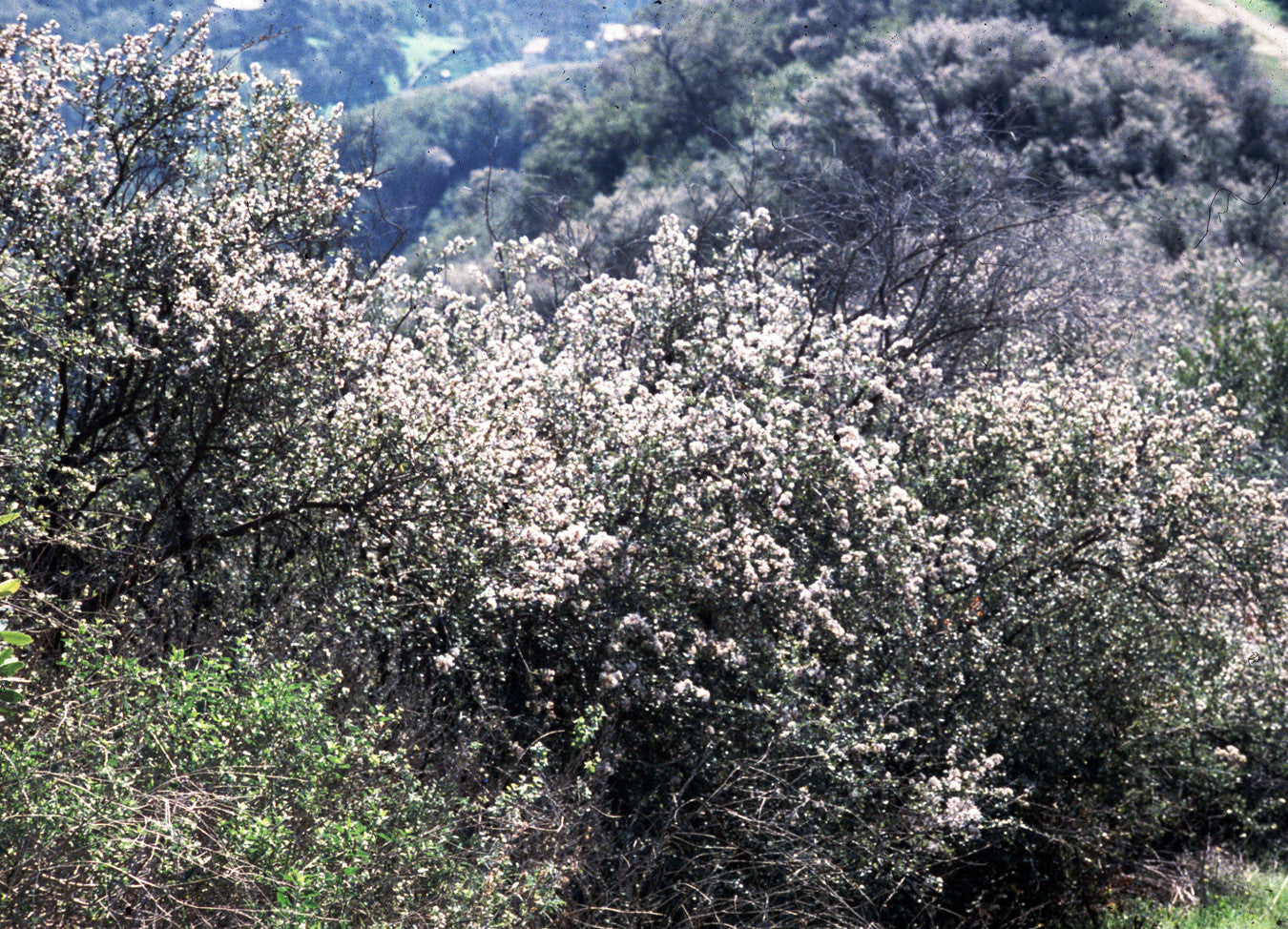 Be Nurtured ~ White Ceanothus
