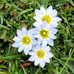 Brave Heart ~ Penka Penga