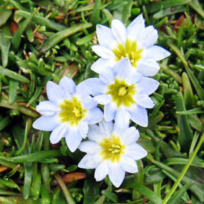 Brave Heart ~ Penka Penga