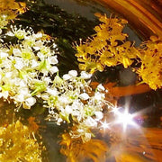 Golden Bach Flower Set