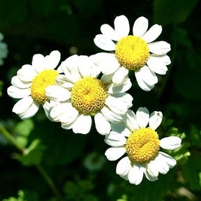 Clear Head ~ Feverfew