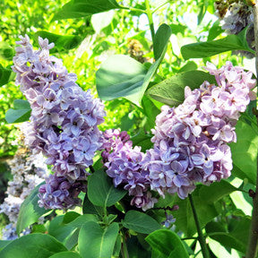 Complete with the Past ~ Lilac