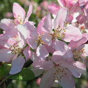 Crabapple