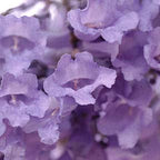 Creation/Focus ~ Jacaranda