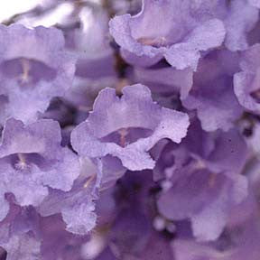 Creation/Focus ~ Jacaranda