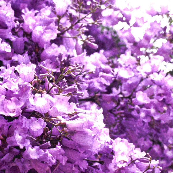 Creation/Focus ~ Jacaranda