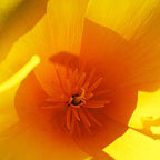 Cup of Gold ~ California Poppy