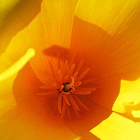 Cup of Gold ~ California Poppy